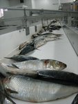 Рыбная и мясоперерабатывающая промышленность